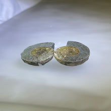 Load image into Gallery viewer, Paired Ammonite 成对斑彩螺