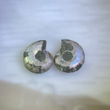Load image into Gallery viewer, Paired Ammonite 成对斑彩螺