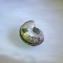 Load image into Gallery viewer, Paired Ammonite 成对斑彩螺