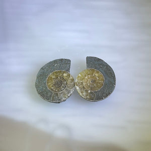 Paired Ammonite 成对斑彩螺